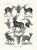 Ernst Haeckel Animal Life Antelope - Panteek Antique Prints