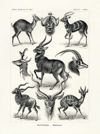 Ernst Haeckel Animal Life Antelope - Panteek Antique Prints