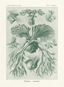 Ernst Haeckel Animal Life Filicinae, Fern - Panteek Antique Prints