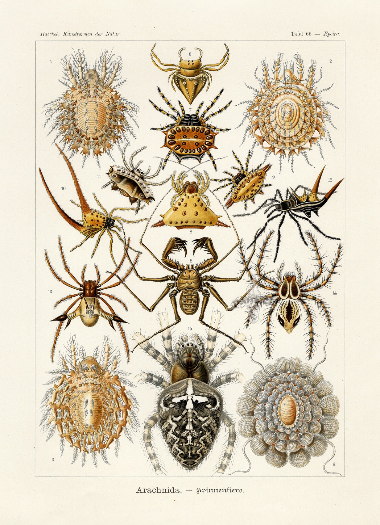 Ernst Haeckel Animal Life Spider
