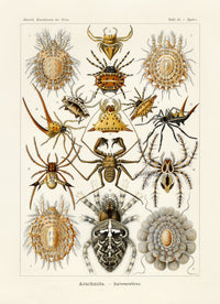 Ernst Haeckel Animal Life Spider - Panteek Antique Prints