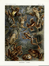 Ernst Haeckel Animal Life Frog - Panteek Antique Prints