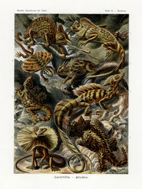 Ernst Haeckel Animal Life Lizard - Panteek Antique Prints