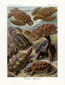 Ernst Haeckel Animal Life Turtle - Panteek Antique Prints