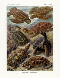 Ernst Haeckel Animal Life Turtle - Panteek Antique Prints