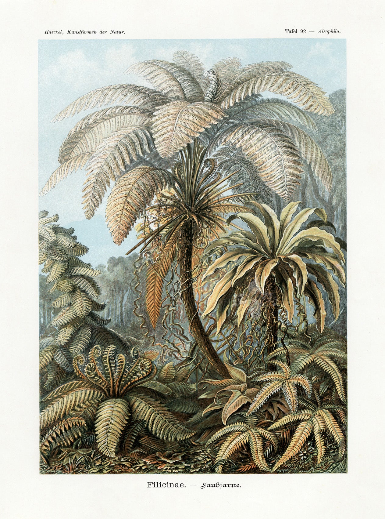 Ernst Haeckel Animal Life Fern