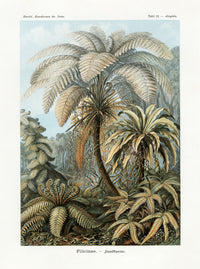 Ernst Haeckel Animal Life Fern - Panteek Antique Prints