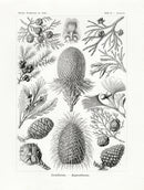Ernst Haeckel Animal Life Conifer Trees - Panteek Antique Prints