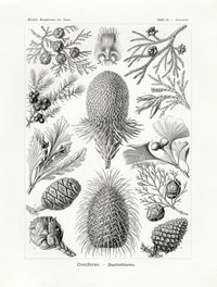 Ernst Haeckel Animal Life Conifer Trees - Panteek Antique Prints