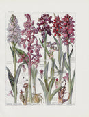 Adams 1907 Wild Flowers British Isles Marsh Orchid