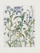 Adams 1907 Wildflowers British Isles Forget Me Not