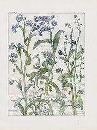 Adams 1907 Wildflowers British Isles Forget Me Not