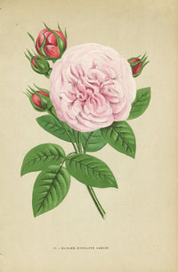 Jamain Rose Prints 1873 Madame Hippolyte Jamain