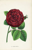 Jamain Rose Prints 1873 Charles Lefevre Rose