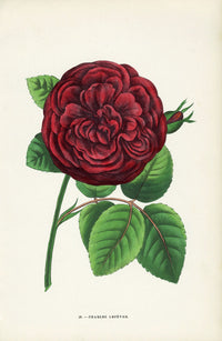 Jamain Rose Prints 1873 Charles Lefevre Rose