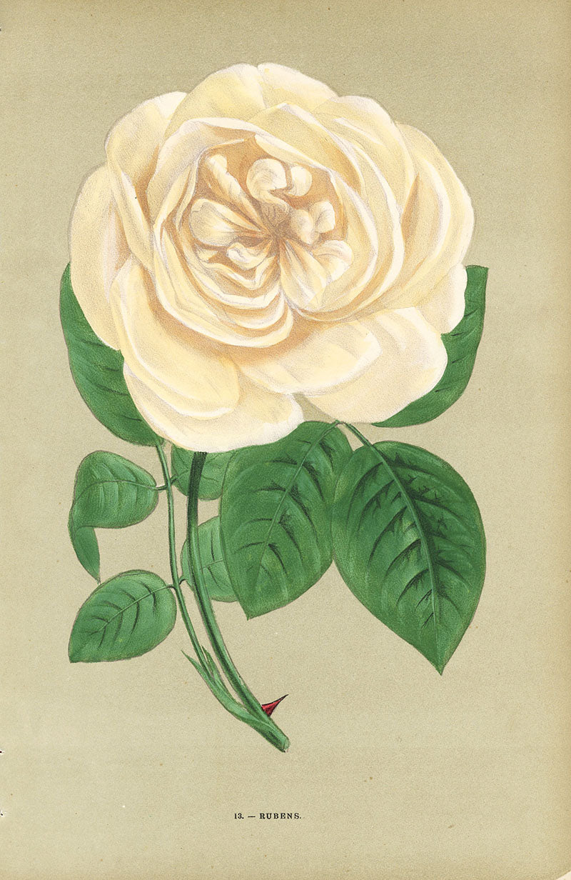 Jamain Rose Prints 1873 Rubens Rose