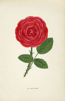 Jamain Rose Prints 1873 Paul Neron Rose