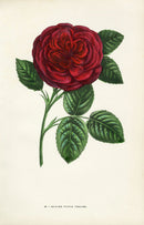 Jamain Rose Prints 1873 Madame Victor Verdier Rose - Panteek Antique Prints