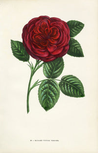Jamain Rose Prints 1873 Madame Victor Verdier Rose - Panteek Antique Prints