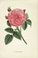 Jamain Rose Prints 1873 Baronne Prevost Rose