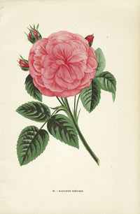 Jamain Rose Prints 1873 Baronne Prevost Rose