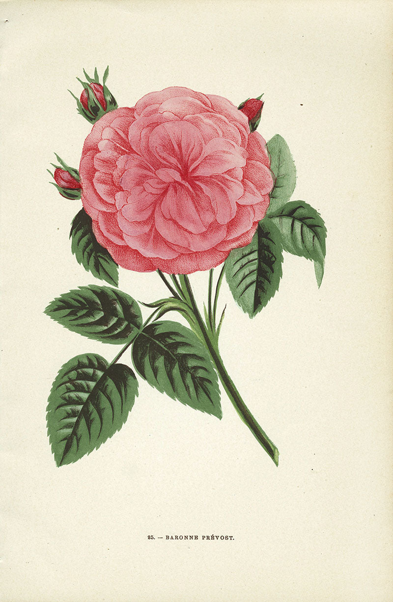 Jamain Rose Prints 1873 Baronne Prevost Rose