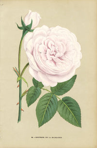Jamain Rose Prints 1873 Souvenir de la Malmaison