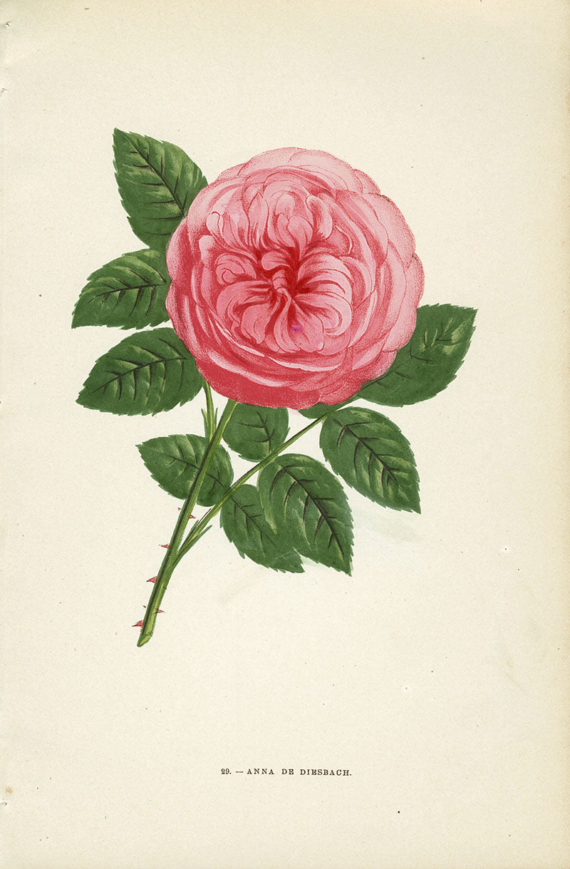 Jamain Rose Prints 1873 Anna De Diesbach