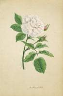Jamain Rose Prints 1873 Boule de Neige Rose
