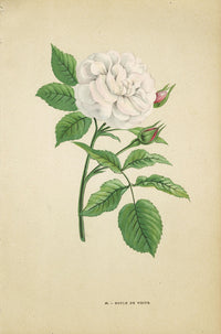 Jamain Rose Prints 1873 Boule de Neige Rose