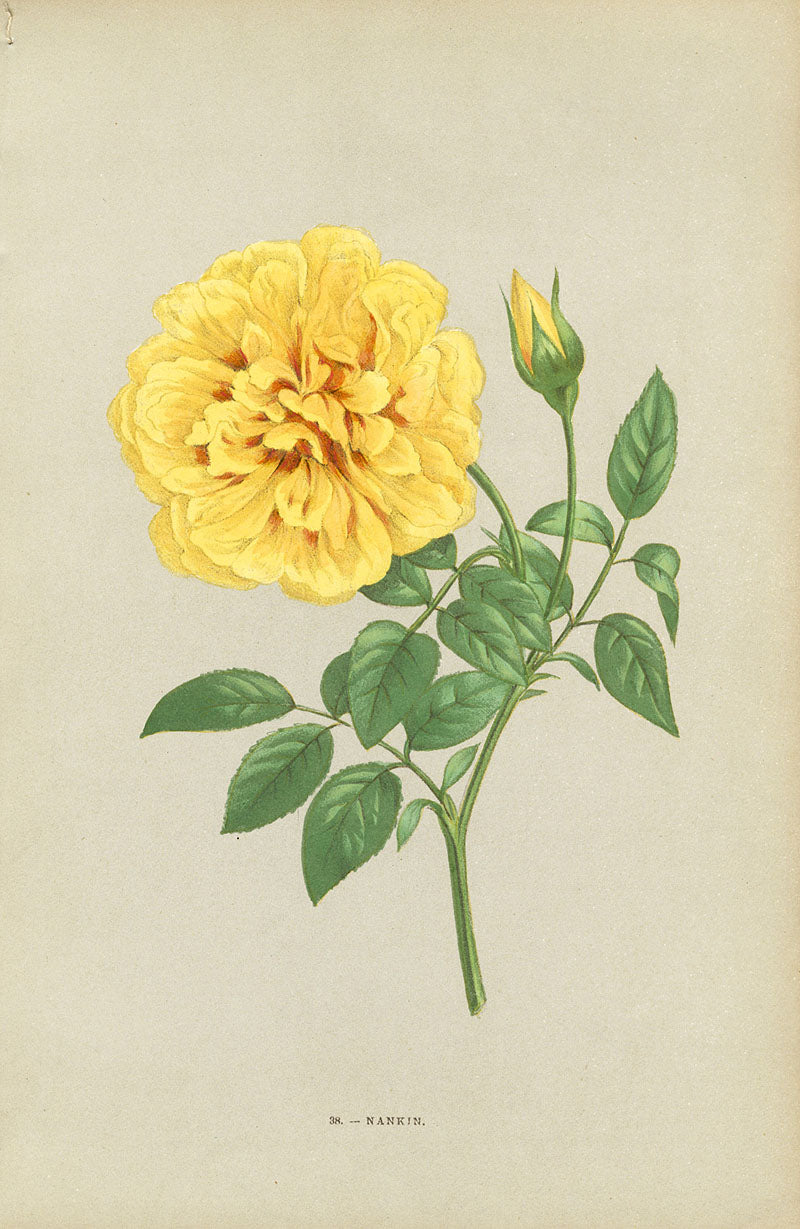 Jamain Rose Prints 1873 Nankin Rose