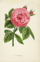 Jamain Rose Prints 1873 Madame Boll