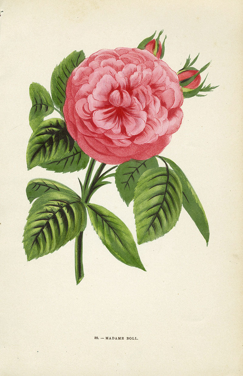 Jamain Rose Prints 1873 Madame Boll