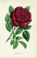 Jamain Rose Prints 1873 Lamotte Sanguin