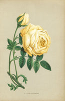 Jamain Rose Prints 1873 Rose Sulfureuse