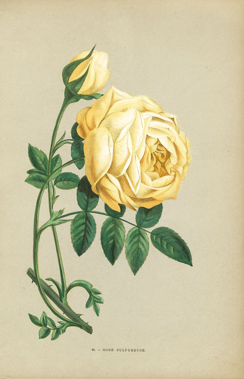 Jamain Rose Prints 1873 Rose Sulfureuse