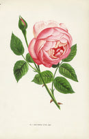 Jamain Rose Prints 1873 Souvenir d'un Ami Rose