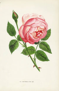 Jamain Rose Prints 1873 Souvenir d'un Ami Rose