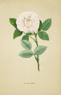Jamain Rose Prints 1873 Elisa Boelle Rose