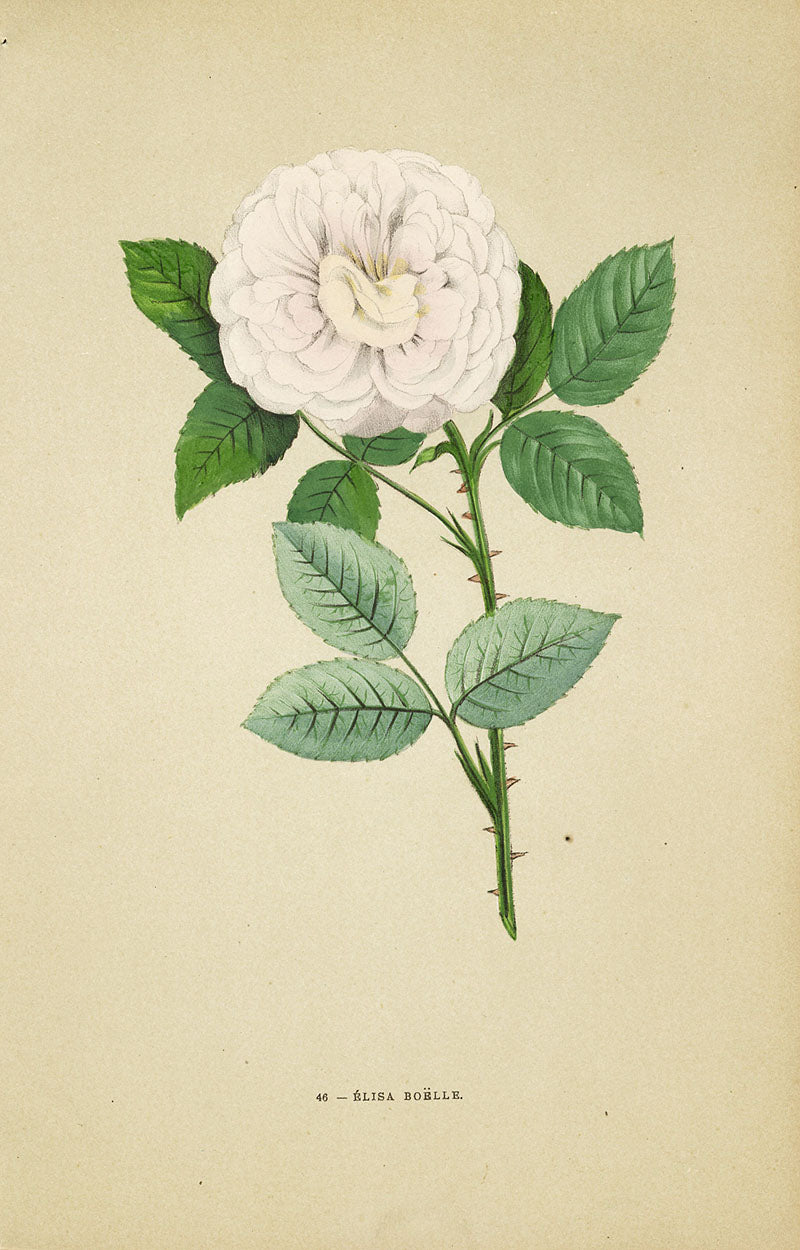 Jamain Rose Prints 1873 Elisa Boelle Rose