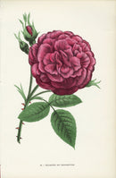 Jamain Rose Prints 1873 Marquise Des Ligneris Rose