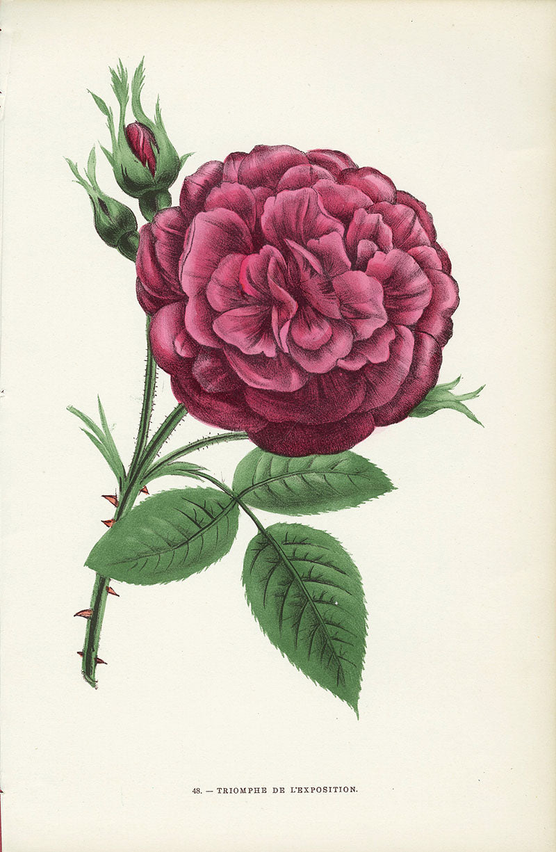 Jamain Rose Prints 1873 Marquise Des Ligneris Rose