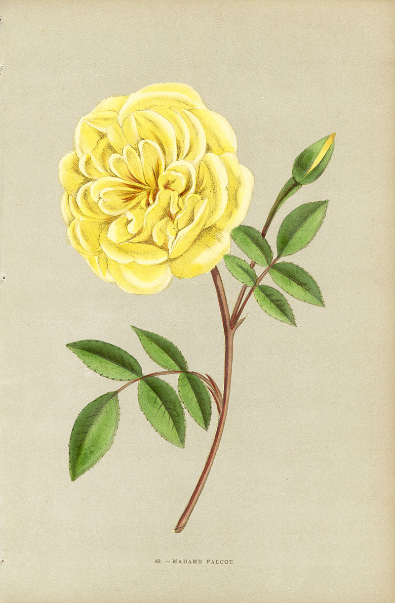 Jamain Rose Prints 1873 Madame Falcot Rose