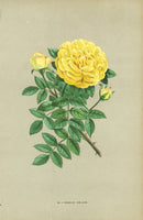 Jamain Rose Prints 1873 Persian Yellow Rose