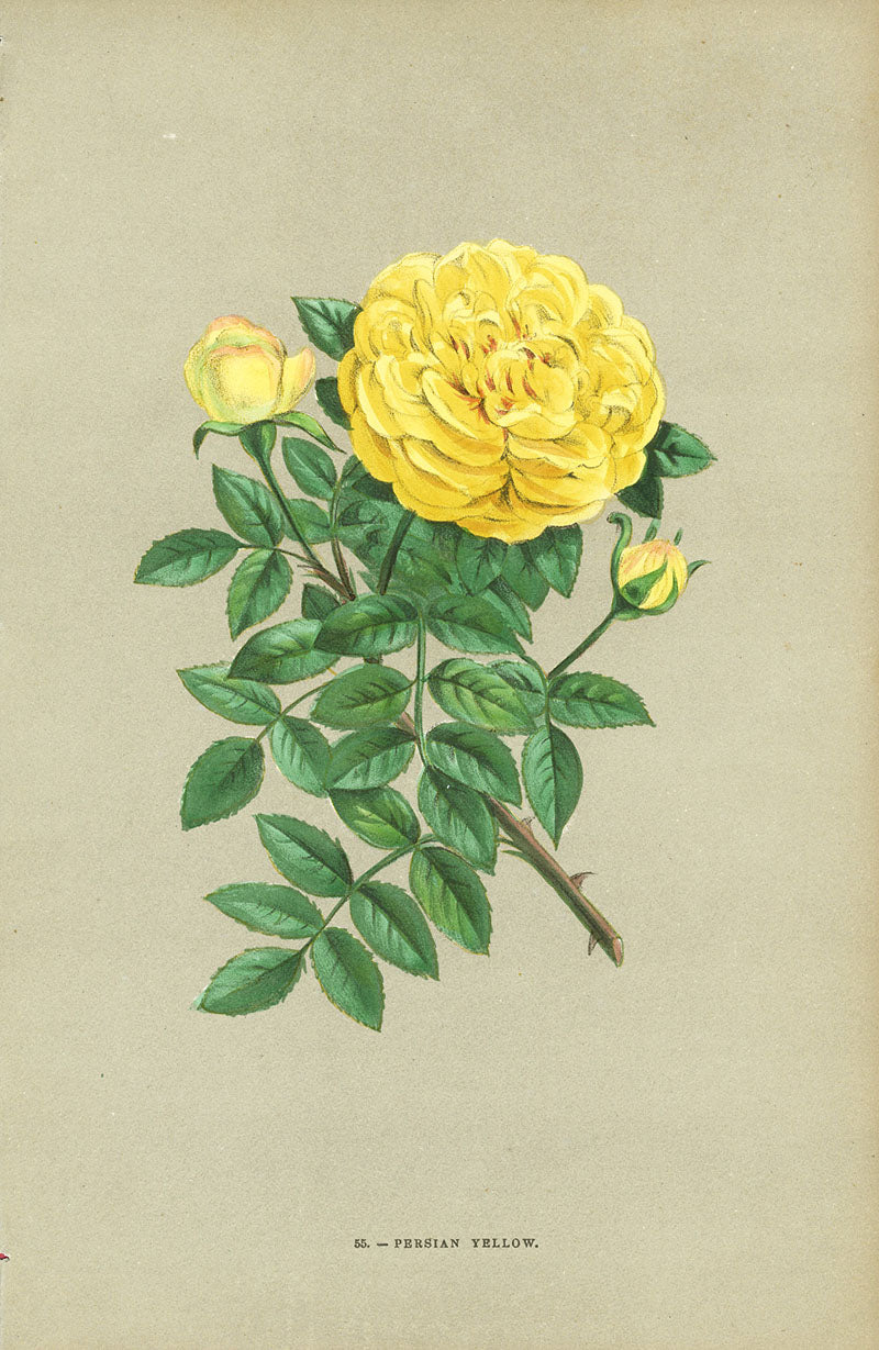 Jamain Rose Prints 1873 Persian Yellow Rose