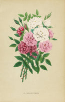 Jamain Rose Prints 1873 Bengales Pompons