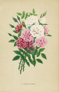 Jamain Rose Prints 1873 Bengales Pompons