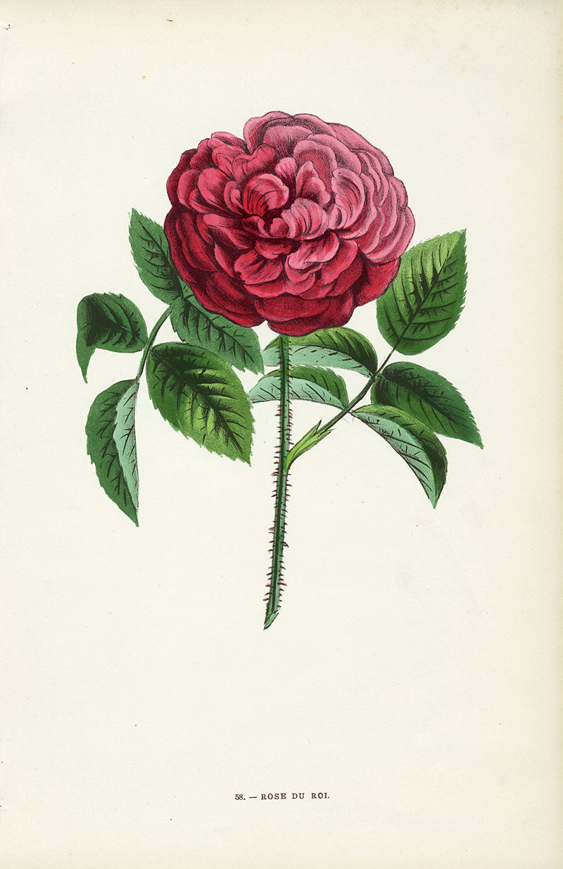 Jamain Rose Prints 1873 Rose Du Roi