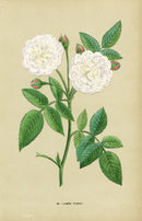 Jamain Rose Prints 1873 Aimee Vibert Rose