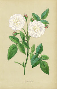 Jamain Rose Prints 1873 Aimee Vibert Rose